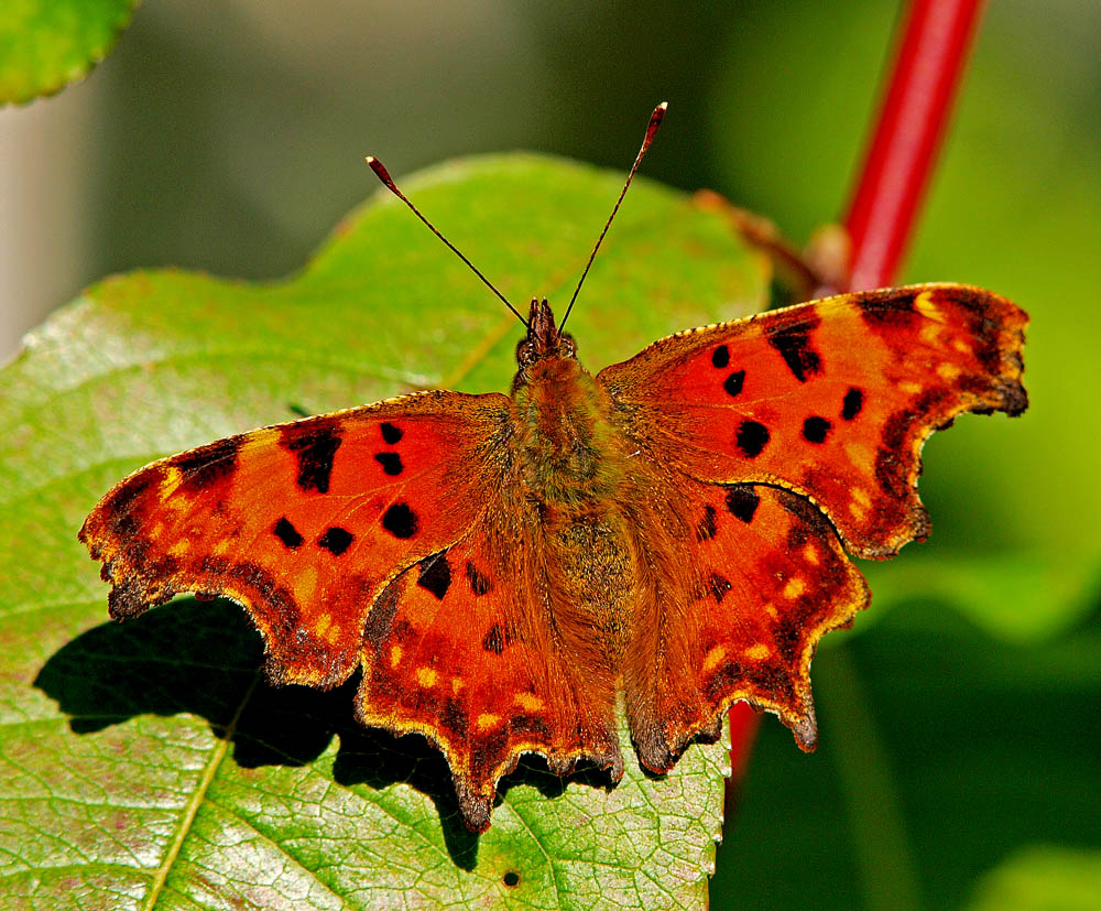 photo "Last Summer" tags: nature, macro and close-up, insect