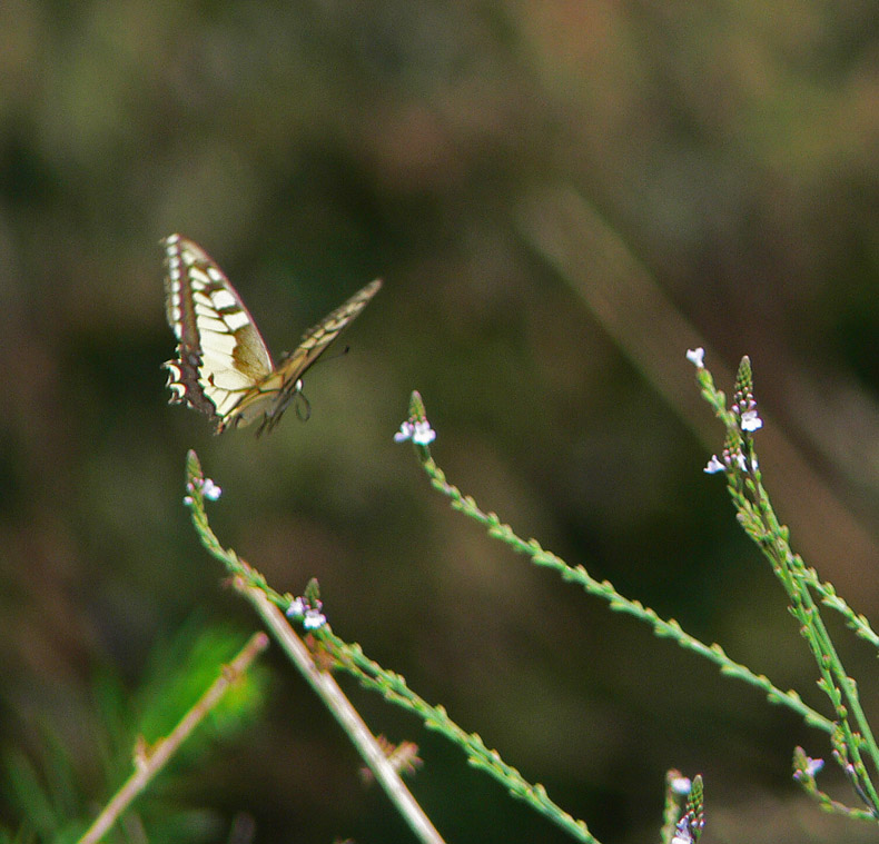 photo "Getting Away" tags: nature, insect