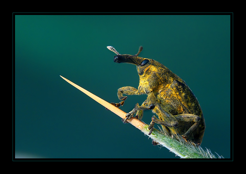 фото "A Weevil" метки: природа, насекомое