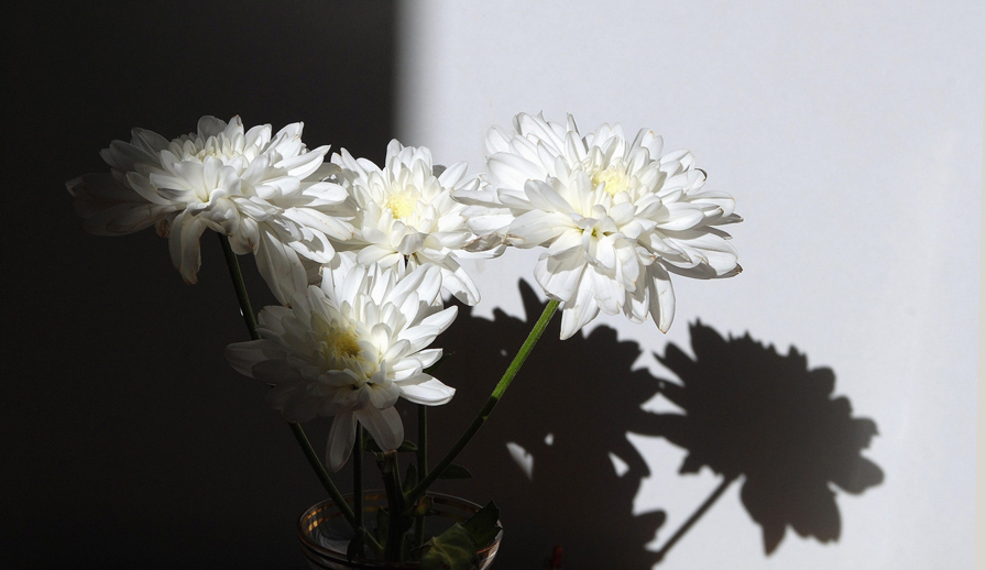 photo "chrysanthemum" tags: black&white, nature, flowers