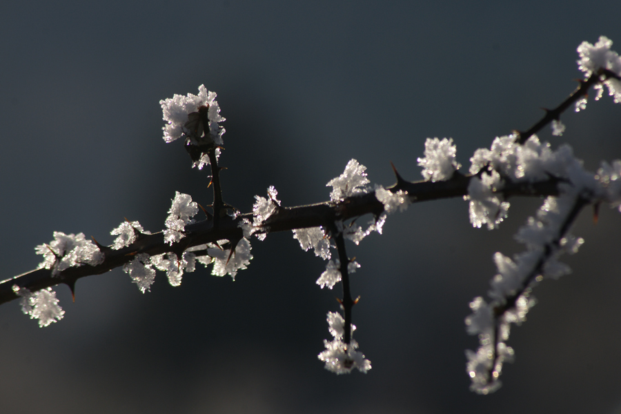 фото "Зимние цветы" метки: природа, цветы