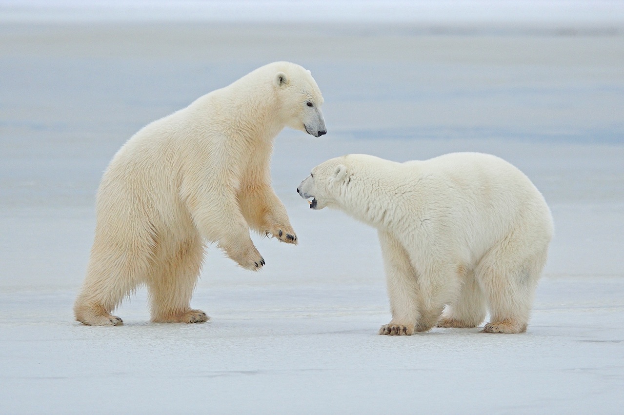 photo "***" tags: nature, wild animals