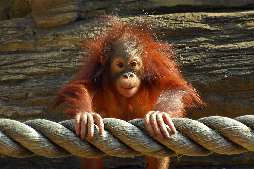 photo "***" tags: nature, wild animals
