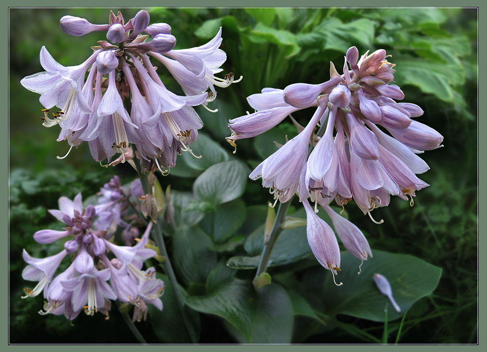 photo "Hosta (Funkia) - Queen of shade" tags: nature, montage, flowers