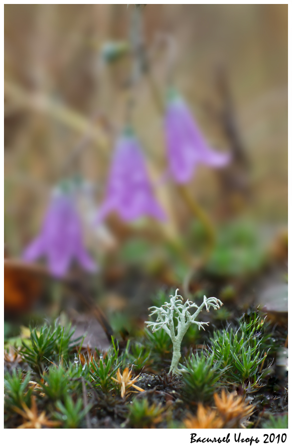 photo "***" tags: macro and close-up, landscape, 