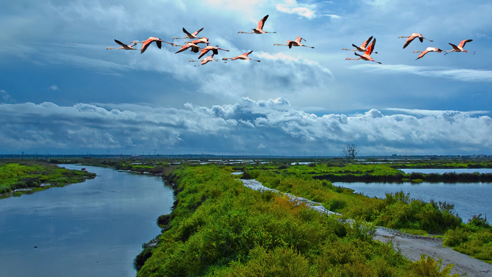 photo "Estuary" tags: landscape, nature, water, wild animals