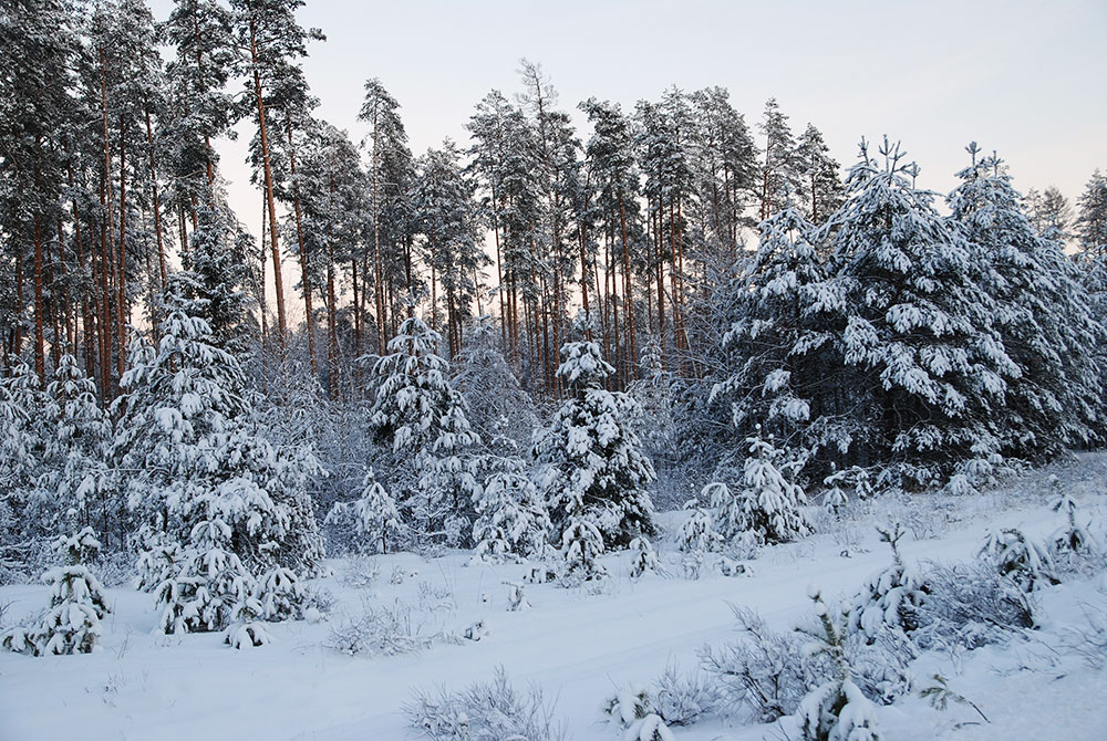 фото "белое  безмолвие" метки: пейзаж, зима