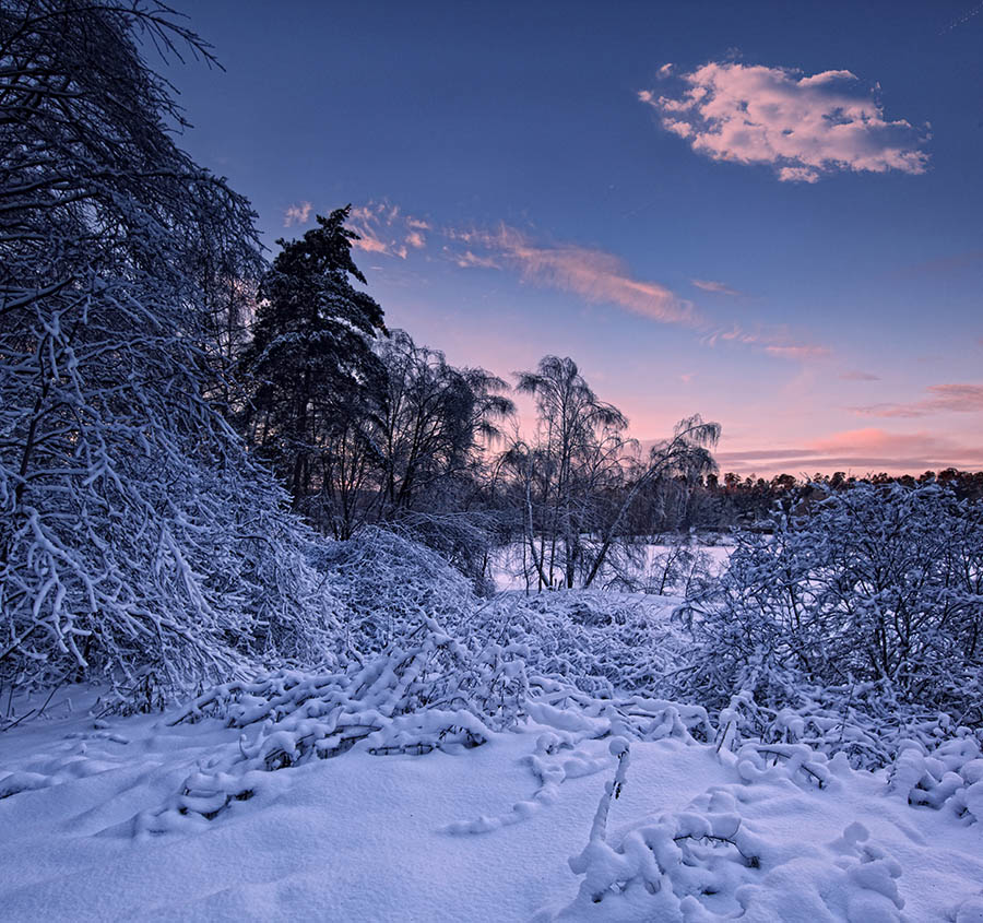 photo "Winter twilight" tags: landscape, forest, winter