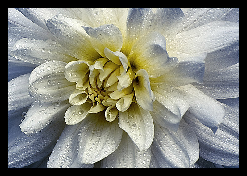 photo "Dahlia" tags: nature, flowers