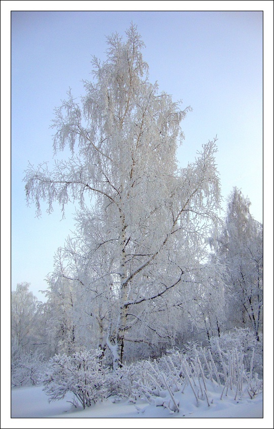 фото "Зимний пейзаж" метки: пейзаж, зима, лес