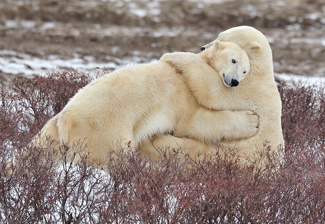 photo "***" tags: nature, wild animals