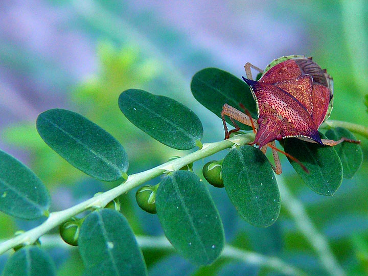 photo "walking" tags: nature, macro and close-up, insect