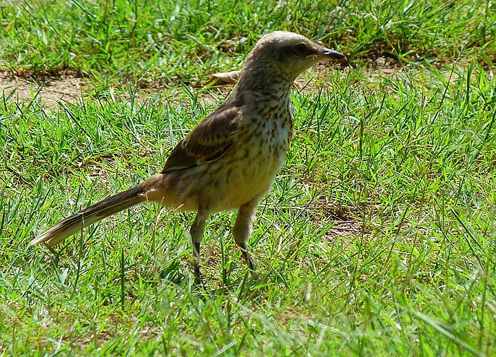 photo "on the floor" tags: nature, wild animals