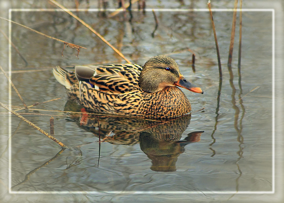 photo "***" tags: nature, wild animals