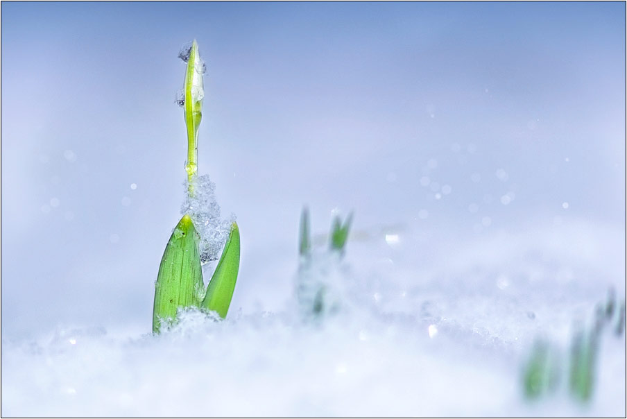 фото "Первый подснежник...в январе." метки: природа, цветы