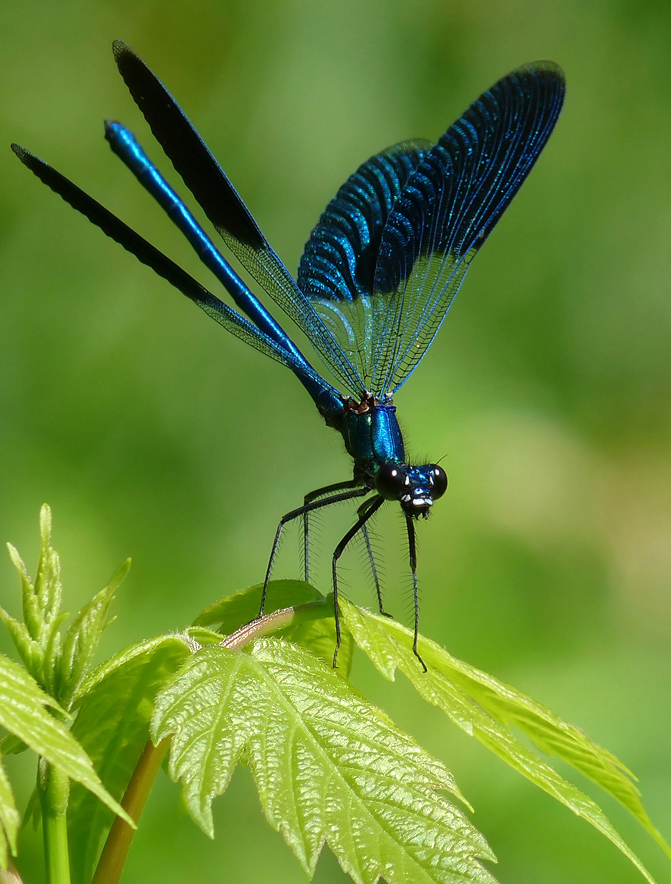 photo "***" tags: nature, insect