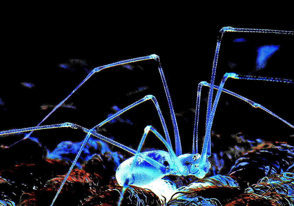 photo "Blue Alien" tags: nature, macro and close-up, insect