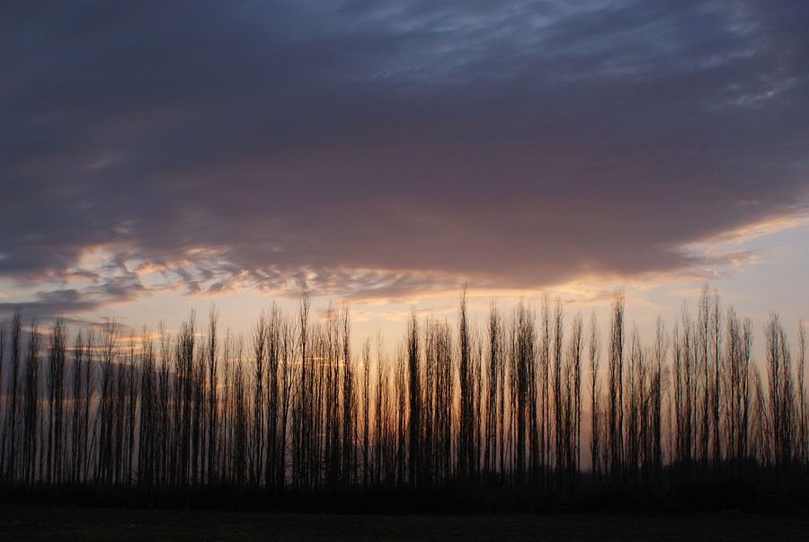 photo "***" tags: landscape, forest, sunset