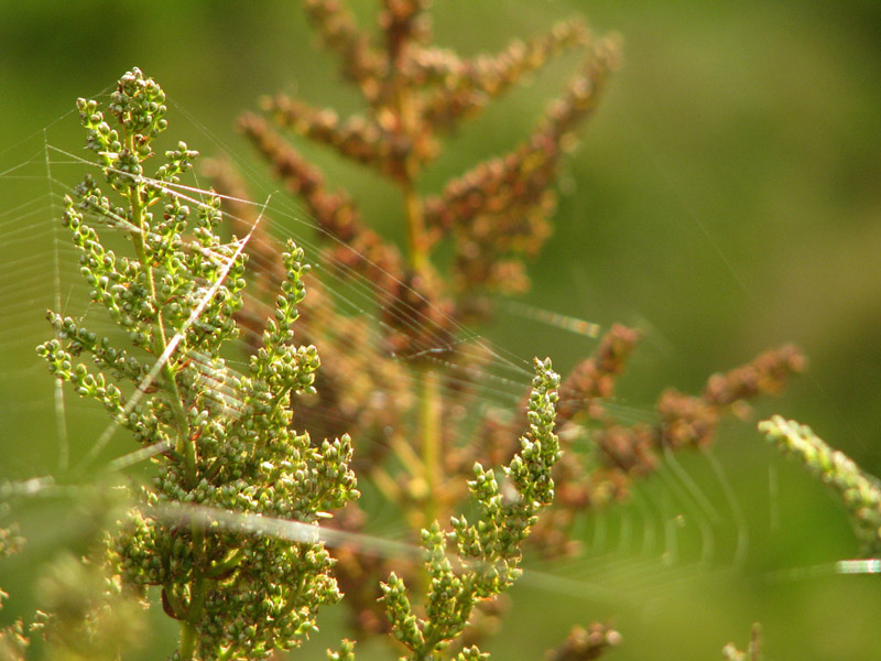 photo "***" tags: macro and close-up, nature, flowers