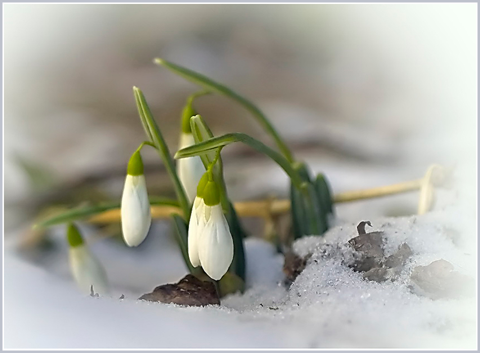 фото "30 января 2010" метки: природа, макро и крупный план, цветы