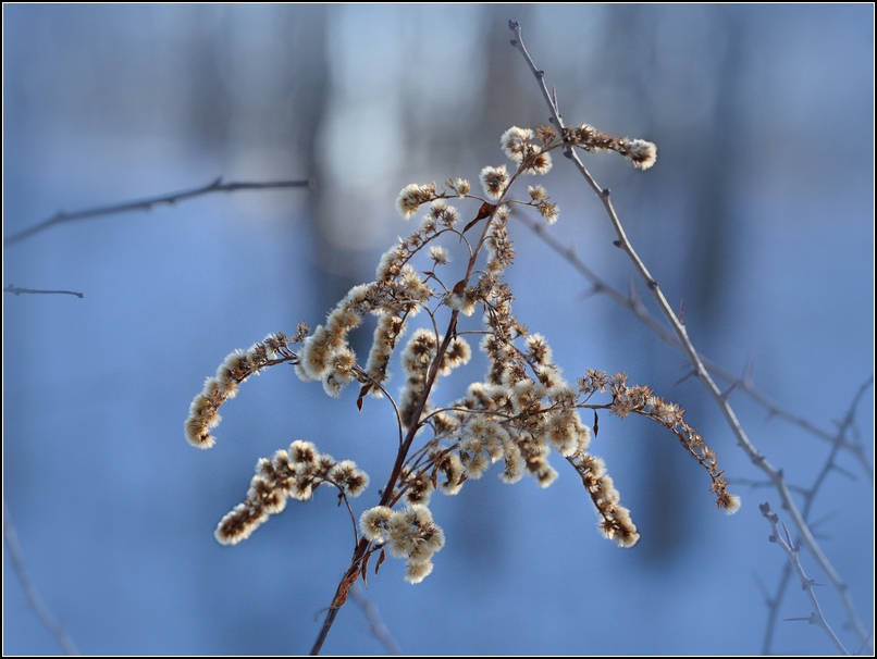 фото "Зимние цветы" метки: природа, цветы