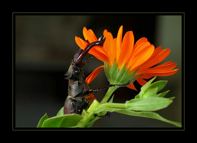 фото "Lucanus cervus" метки: макро и крупный план, природа, насекомое