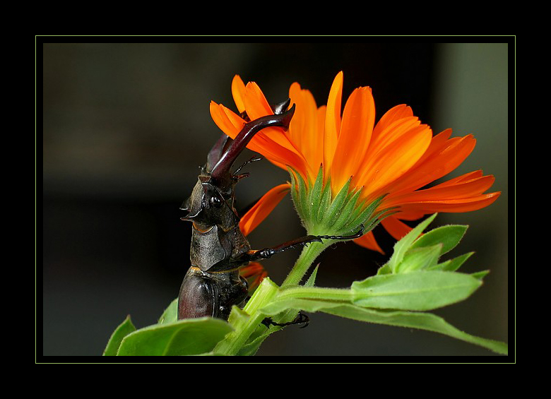 photo "Lucanus cervus" tags: macro and close-up, nature, insect