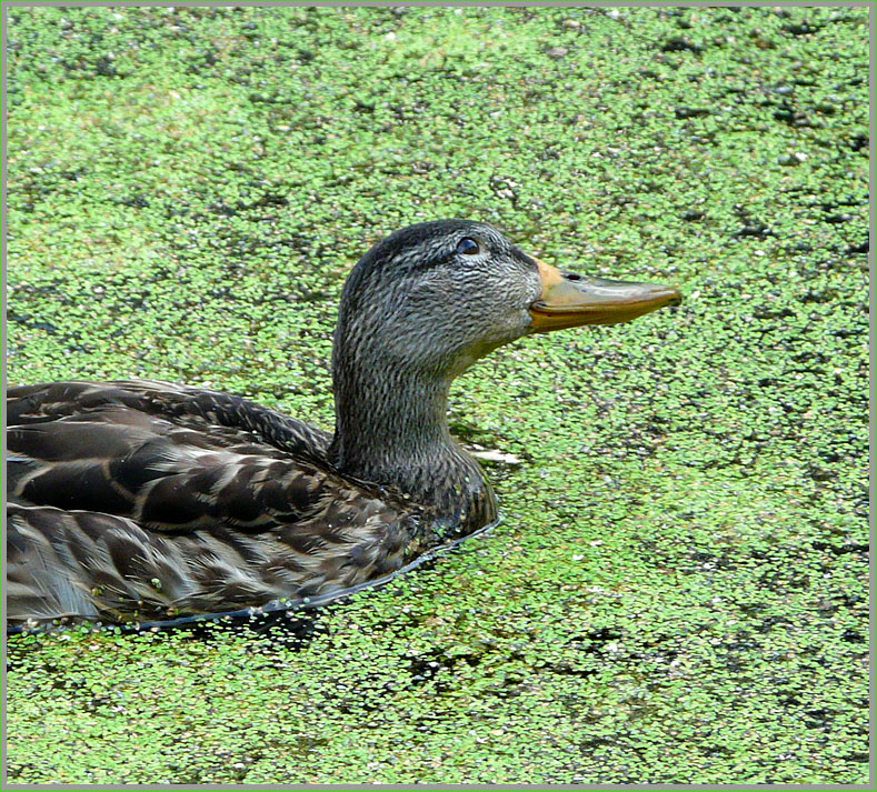 photo "dreamy duck" tags: nature, genre, wild animals