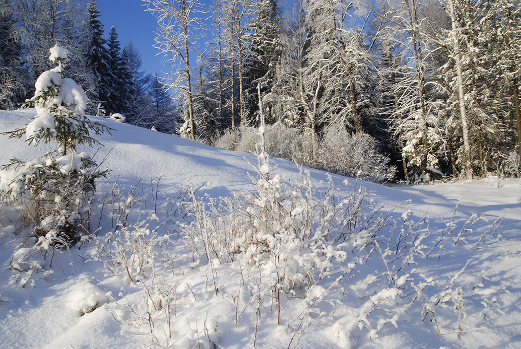 фото "Ёлочка" метки: пейзаж, зима