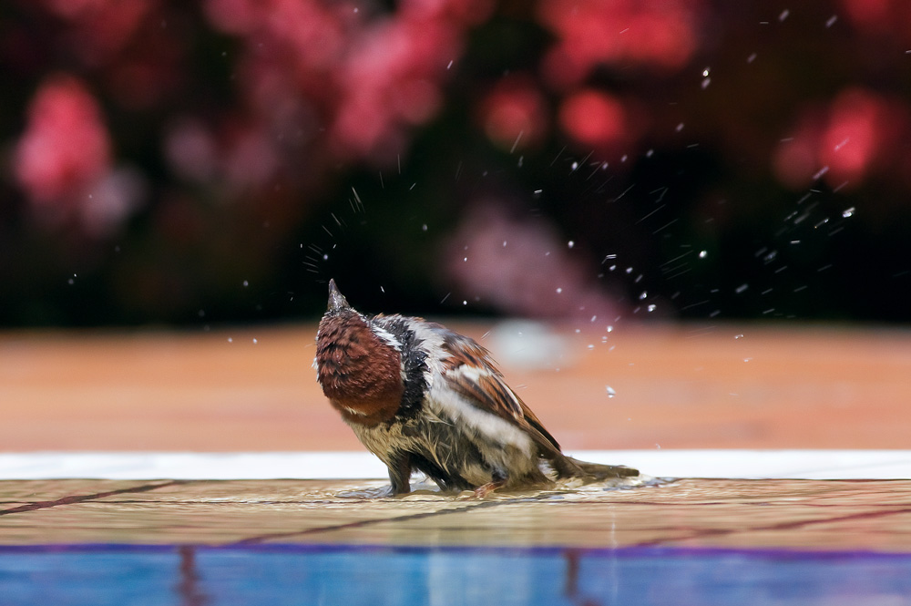 photo "***" tags: nature, wild animals