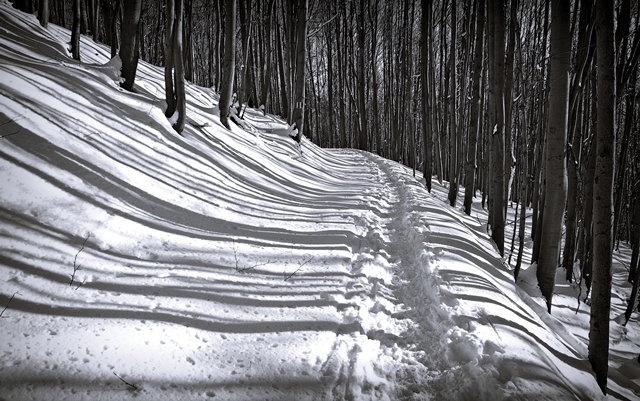 photo "lINES" tags: landscape, winter