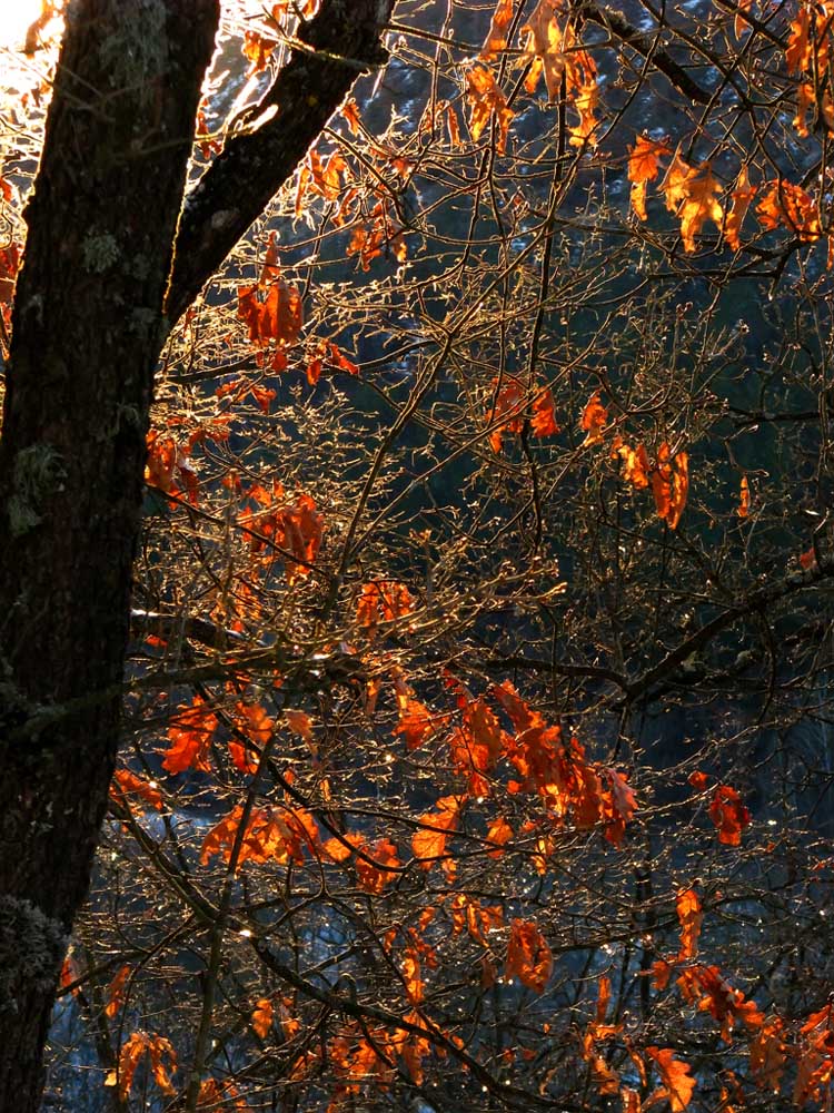 photo "***" tags: landscape, forest, winter