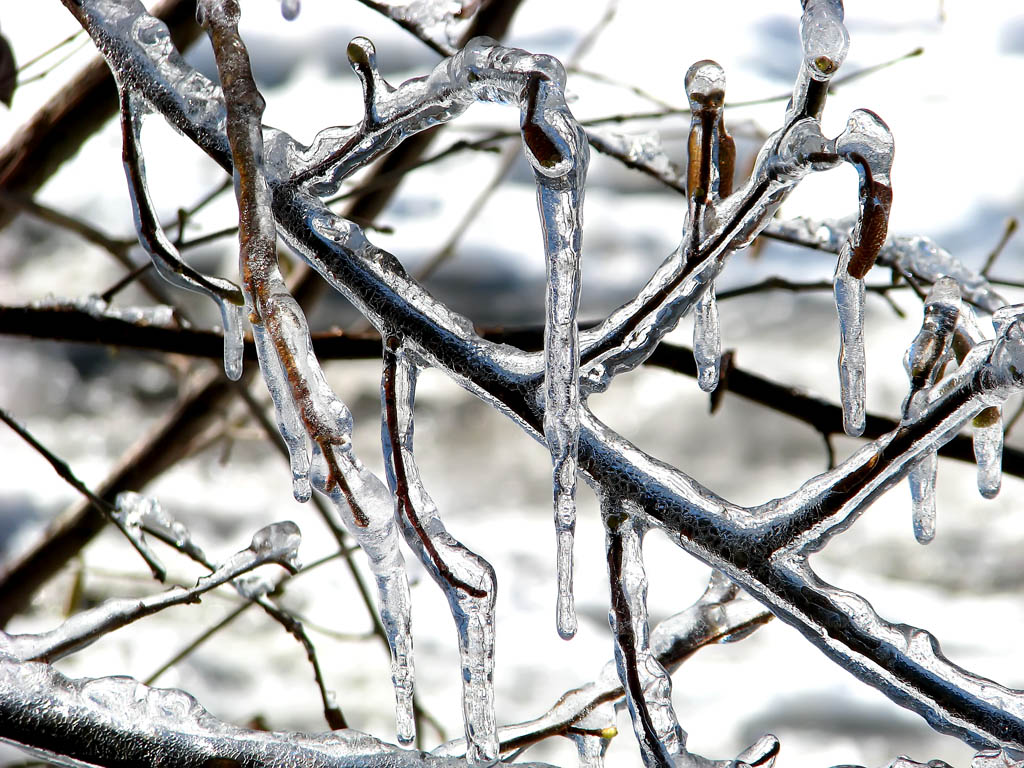 photo "***" tags: landscape, nature, flowers, winter