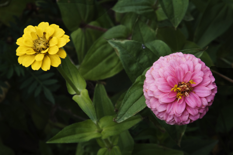 photo "***" tags: nature, flowers