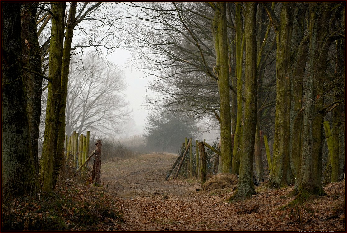 photo "to freedom" tags: landscape, flowers, winter