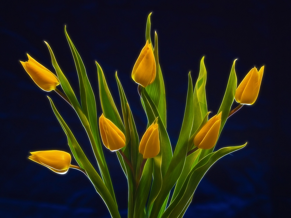 фото "yellow tulips" метки: , 