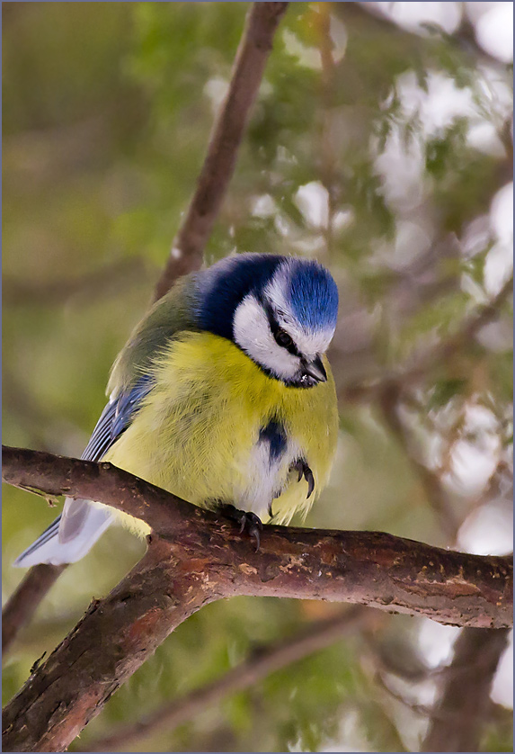 photo "An Offended Birdy" tags: nature, wild animals