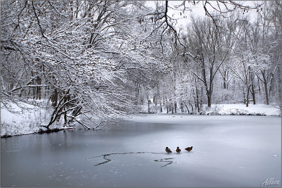 фото "Уточки на льду..." метки: пейзаж, зима
