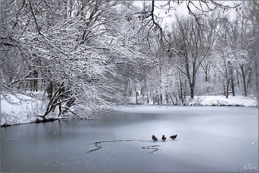 photo "***" tags: landscape, winter