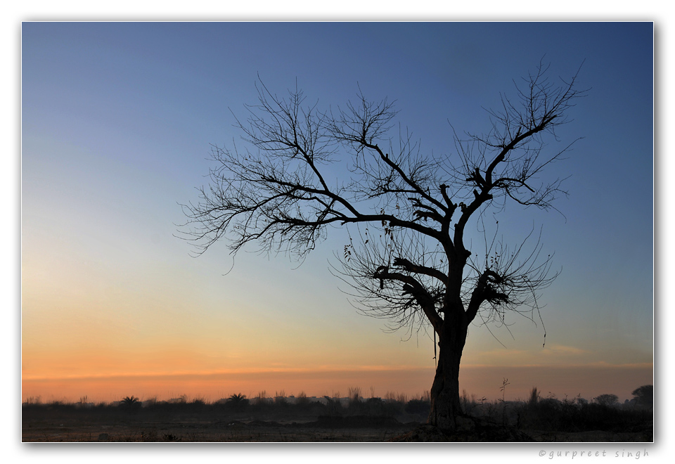 photo "the lonely tree" tags: landscape, sunset