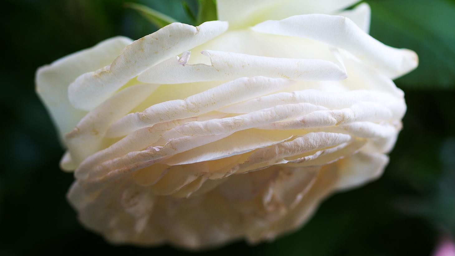photo "about a rose" tags: nature, flowers
