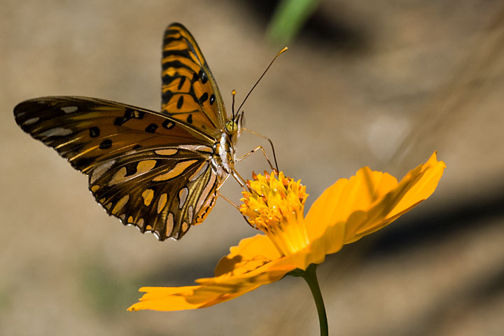 photo "Stop for lunch" tags: nature, macro and close-up, insect