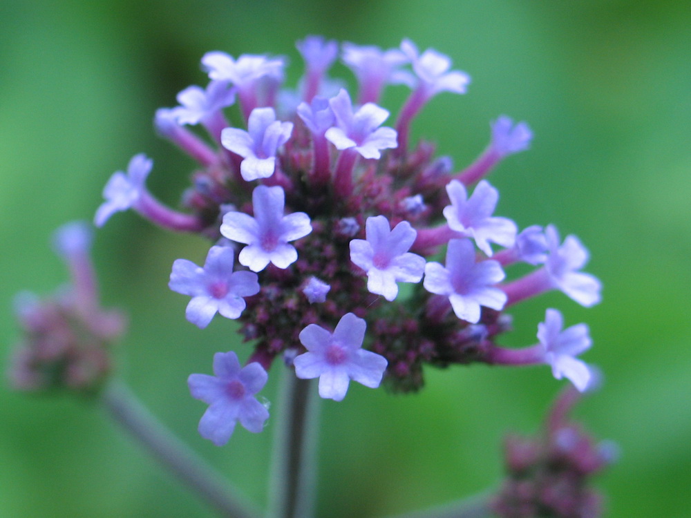 photo "***" tags: nature, macro and close-up, flowers