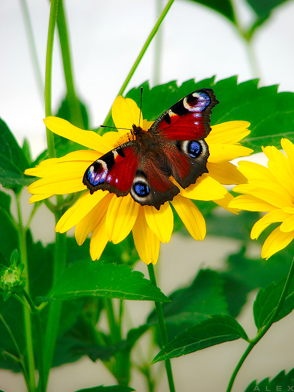 photo "Nymphalis io" tags: nature, insect