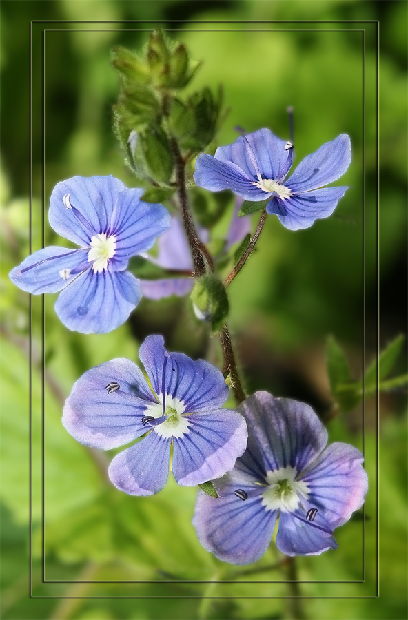 photo "Blue Little Eyes" tags: nature, flowers