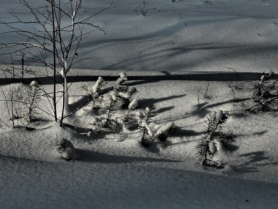 фото "Сосновый Детсад" метки: пейзаж, зима
