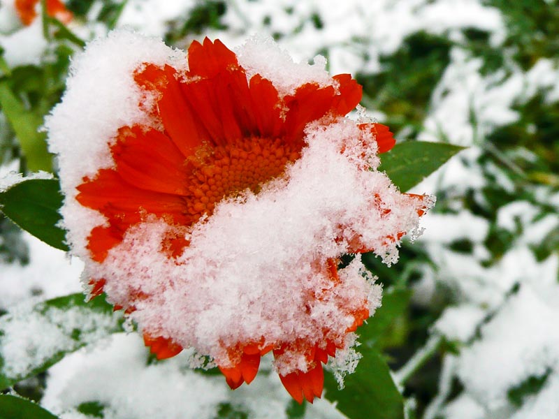 фото "Цветок в снегу" метки: природа, цветы