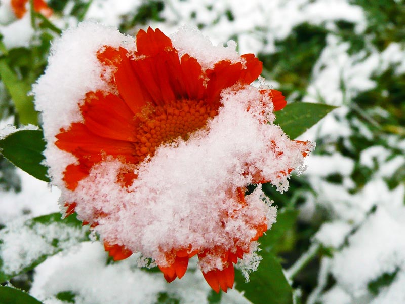 photo "***" tags: nature, flowers