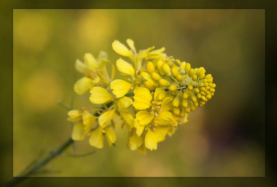 фото "***" метки: природа, макро и крупный план, цветы