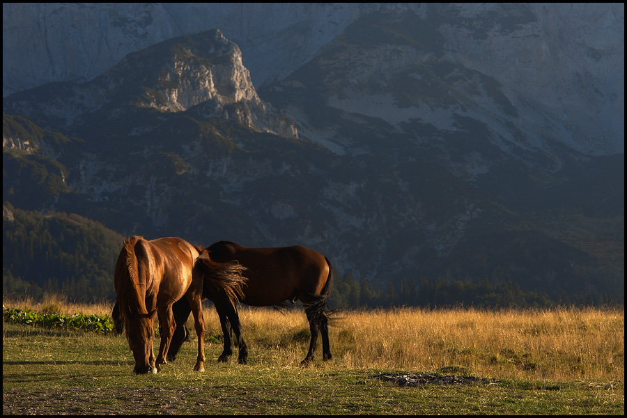 photo "Horses" tags: landscape, nature, mountains, pets/farm animals